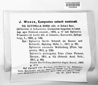 Eutypella sorbi image